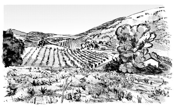 Mercredi 02 septembre 2026 - Blancs du Sud